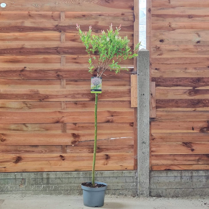 SALIX 'Flamingo' 100 Cm
