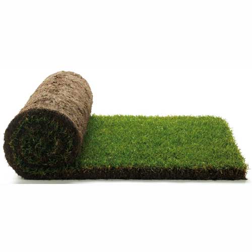Lawn Turf
