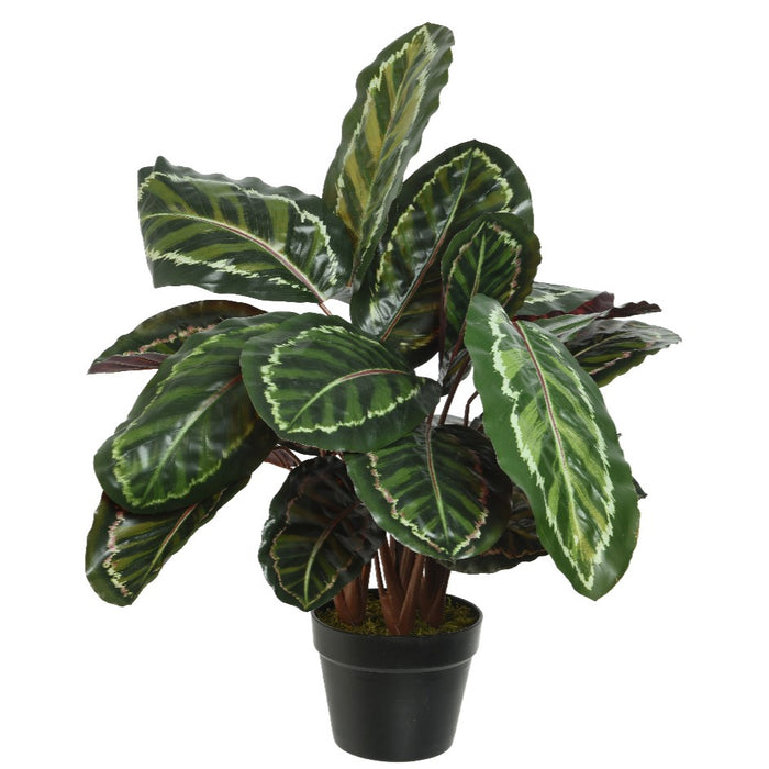 Kaemingk Calathea Calathea Roseopicta In Pot Plastic