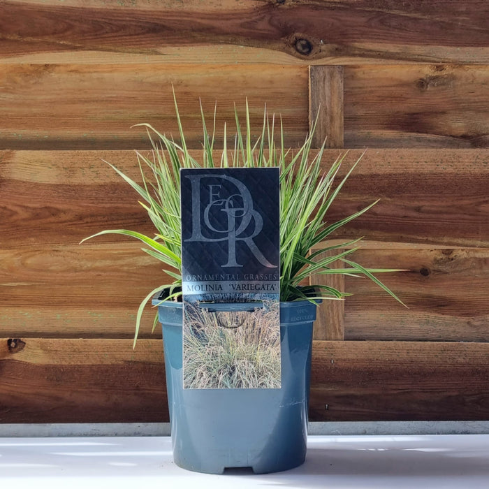 VANE MOLINIA  'Variegata' 17cm