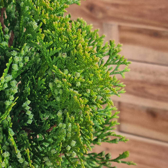 THUJA  Occ. Smaragd 27ltr