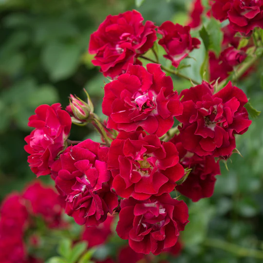 DAVID AUSTIN ROSES - Rambling Rosie 6ltr