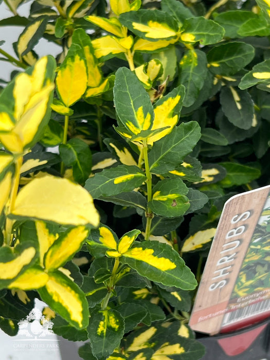 EUONYMUS Fortunei Blondy