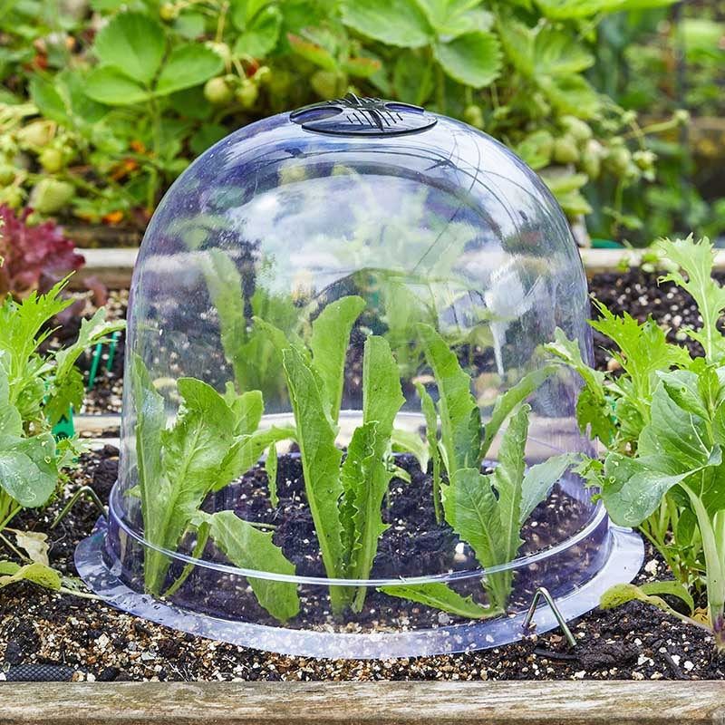 Smart Garden Bell Cloche 3pk