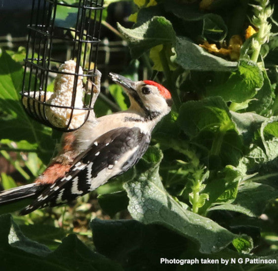 Johnston & Jeff Hammertone Suet Block Feeder