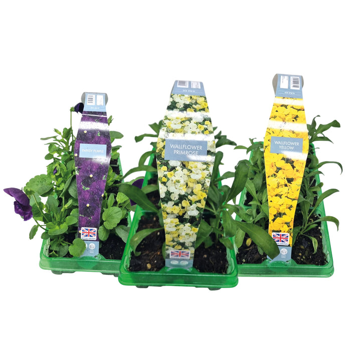 Plant Bundle M (3 x Mixed Packs)