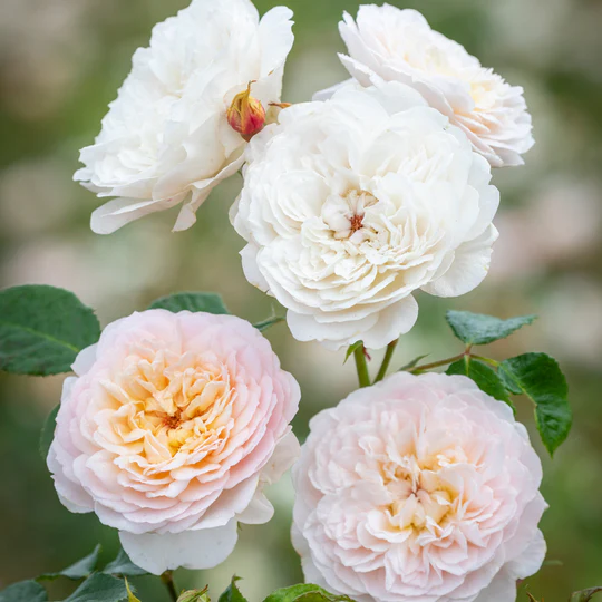 DAVID AUSTIN ROSES - Emily Bronte