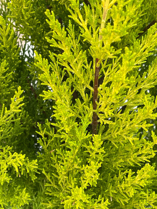 CUPRESSUS Macrocarpa Goldcrest 125-150cm