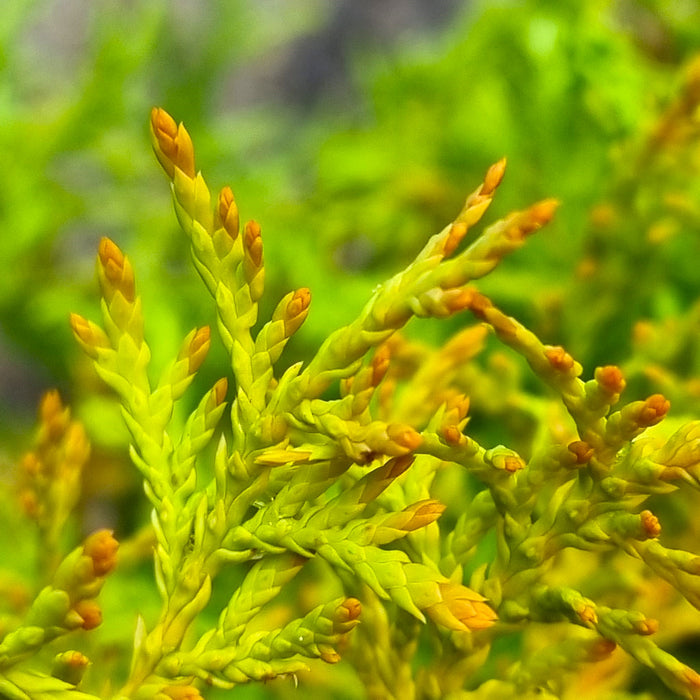 THUJA occ. 'Rheingold' 2L