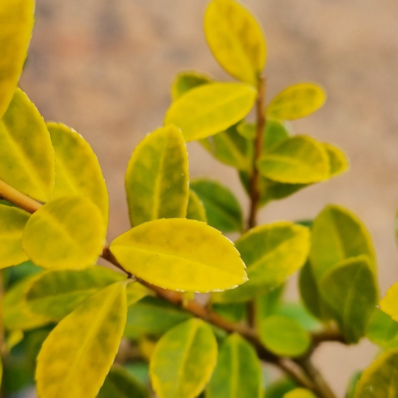 ILEX crenata 'Golden Rocket' (PBR) 2ltr