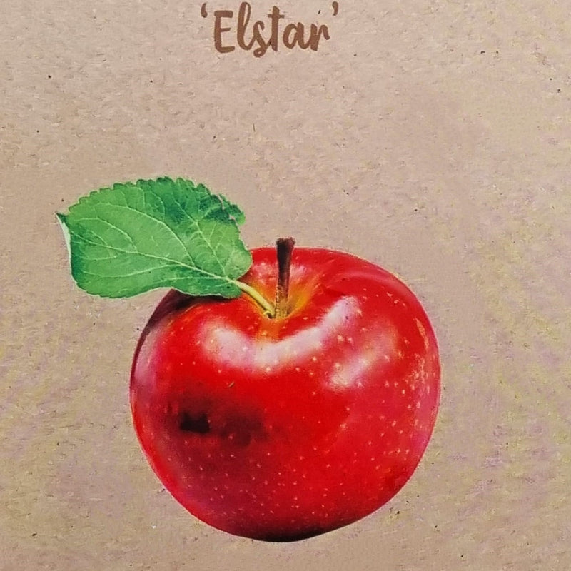 APPLE  Elstar