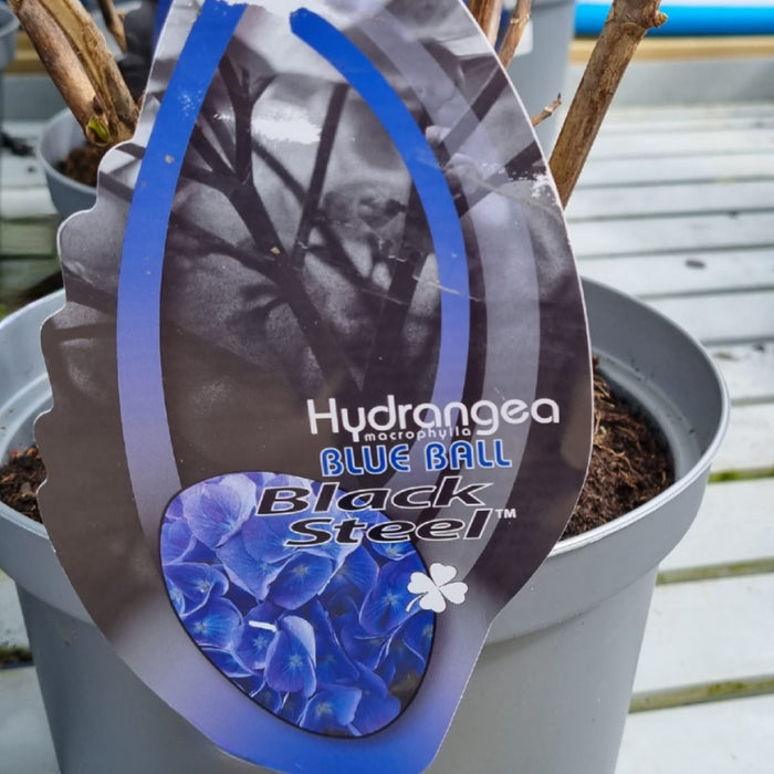 HYDRANGEA macr. Black Steel 23cm