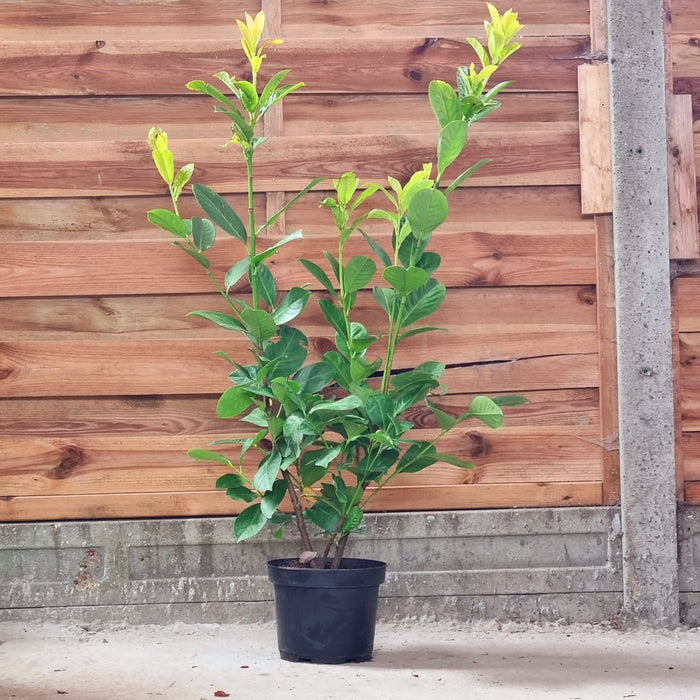 PRUNUS laur. Rotundifolia
