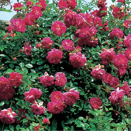 DAVID AUSTIN ROSES - Alexandre Girault