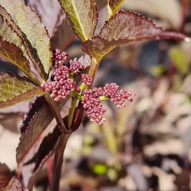 SAMBUCUS  nigra Black Beauty