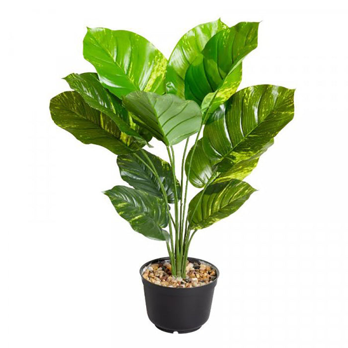 Smart Garden Leopard Lily 70 cm