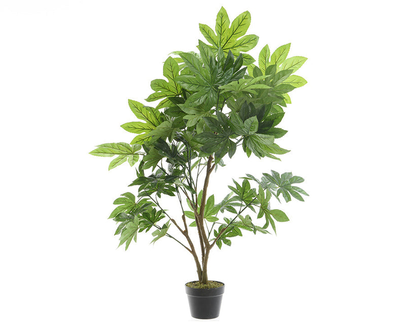 Kaemingk Aralia In Pot
