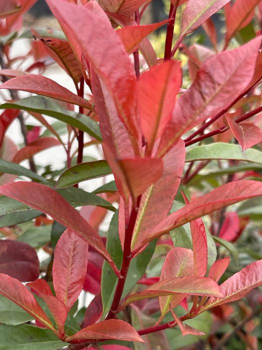 PHOTINIA Red Robin Carre Rouge 125-150