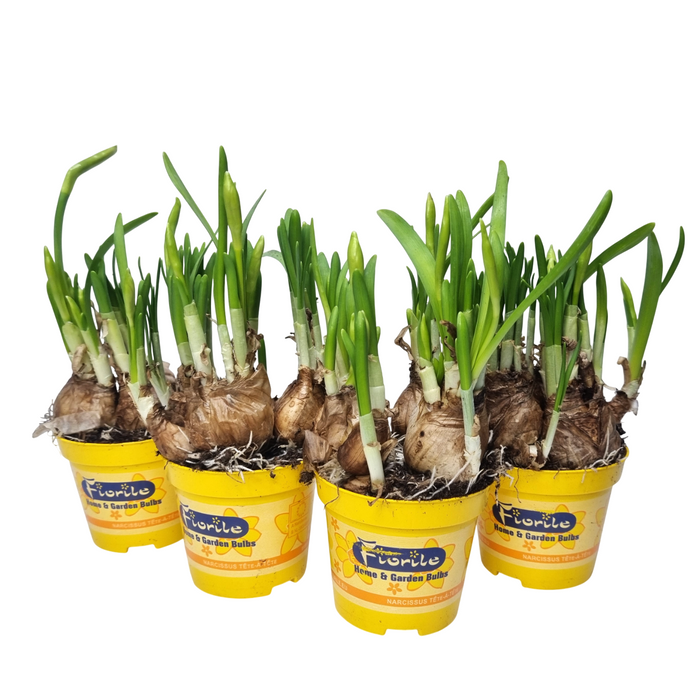 Plant Bundle T (4 x Potted Bulbs)