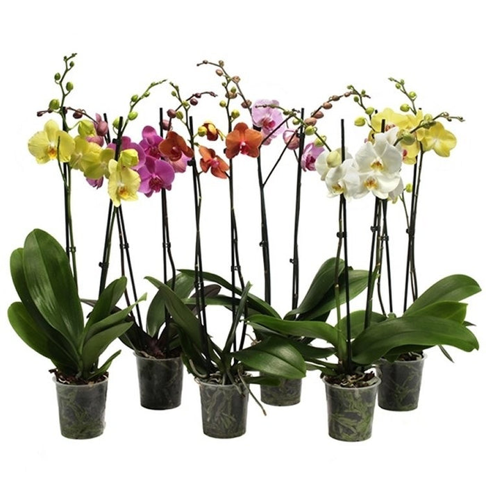 PHALAENOPSIS Orchid Assorted Colours