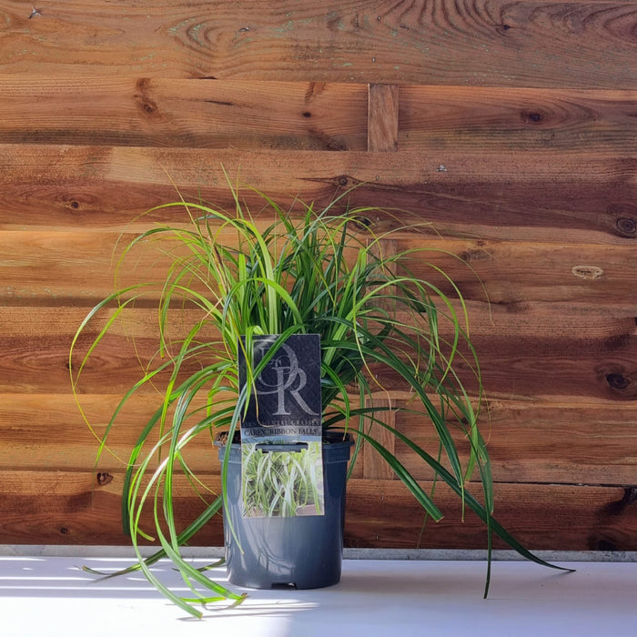 VE CAREX 'Ribbon Falls' 17cm