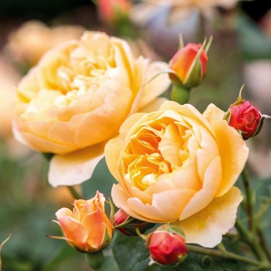 DAVID AUSTIN ROSES - Roald Dahl