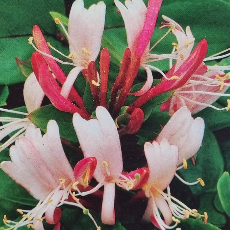 LONICERA japonica Red World 3L