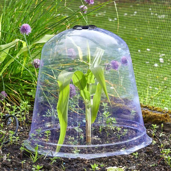 Smart Garden Jumbo Bell Cloche 3pk