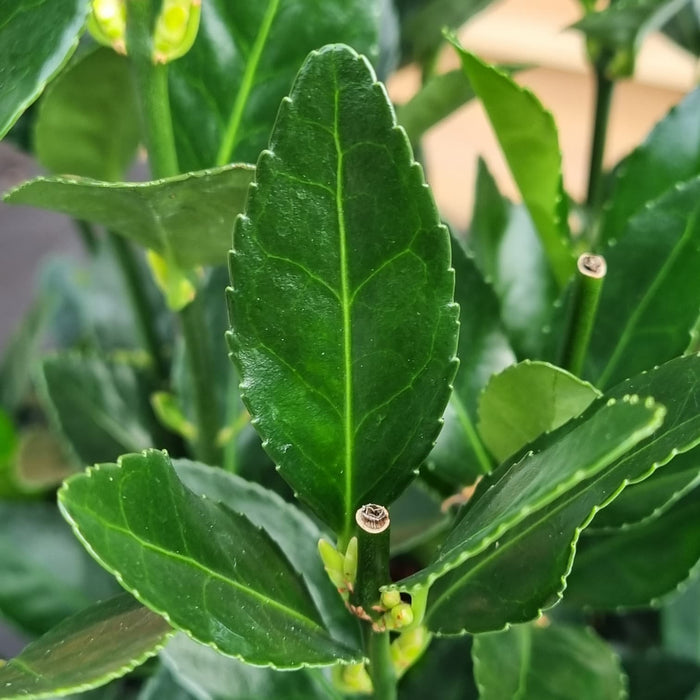 EUONYMUS 'Japonica Extravaganza'