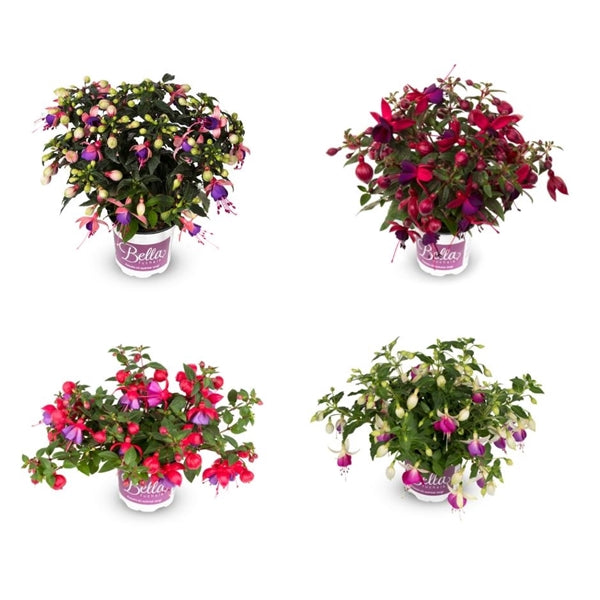 Plant Bundle J - Trailing Bella Fuchsia (x6)