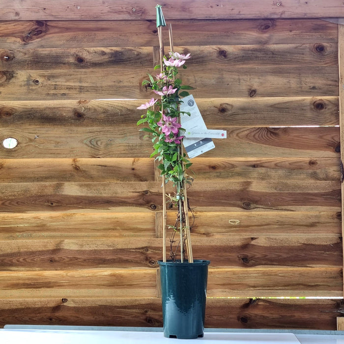 CLEMATIS Sarah Elizabeth Evipo098 3L