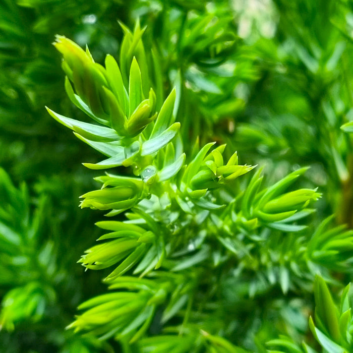 JUNIPERUS chin. 'Stricta' 2ltr