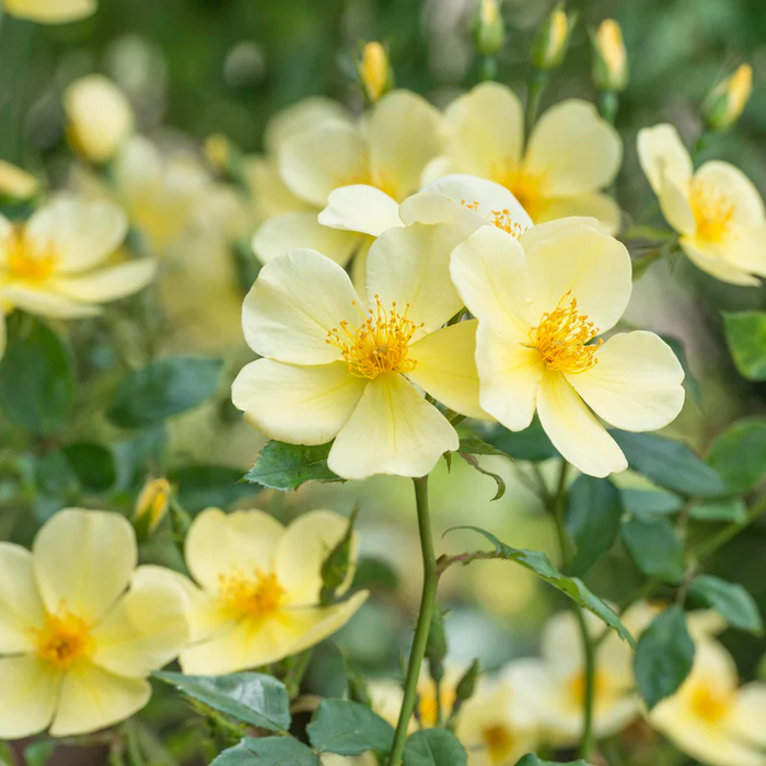 DAVID AUSTIN ROSES - Tottering-By-Gently