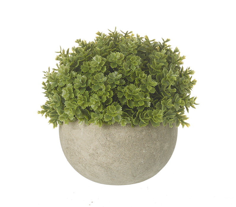 Heaven Sends Small Green Plant In Pot