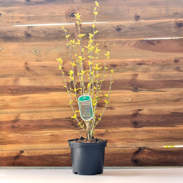 HIBISCUS syr. 'Marina'