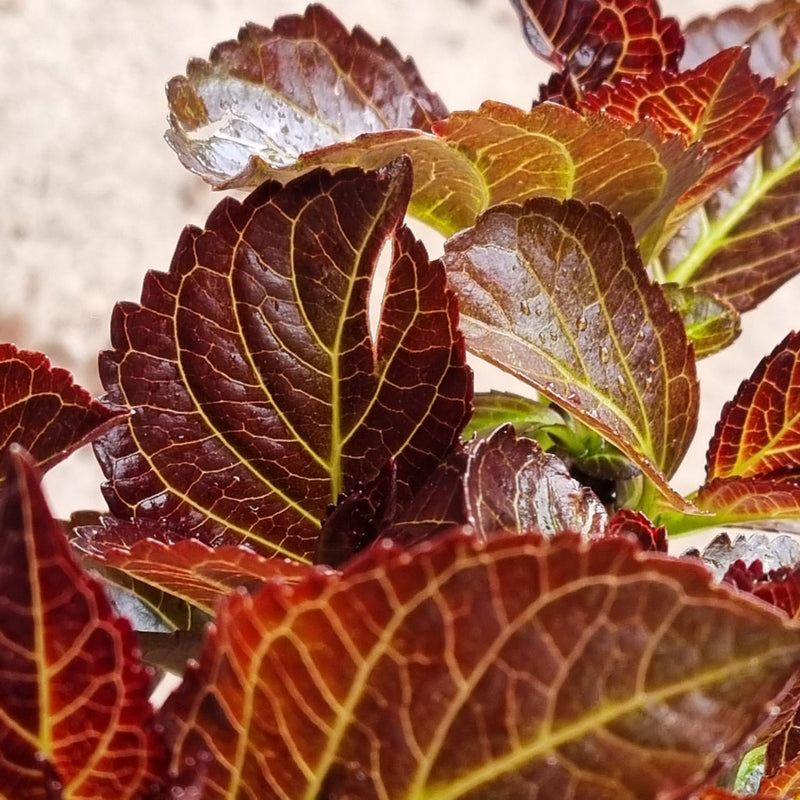 HYDRANGEA Red Angel