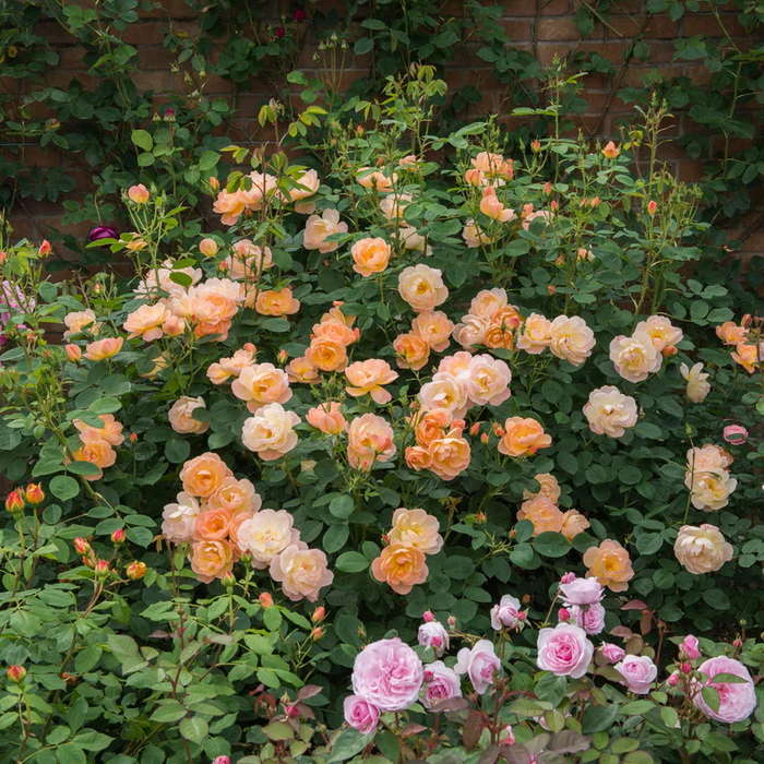 DAVID AUSTIN ROSES - The Lark Ascending