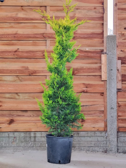 CUPRESSOCYPARIS ley. Gold Rider C9