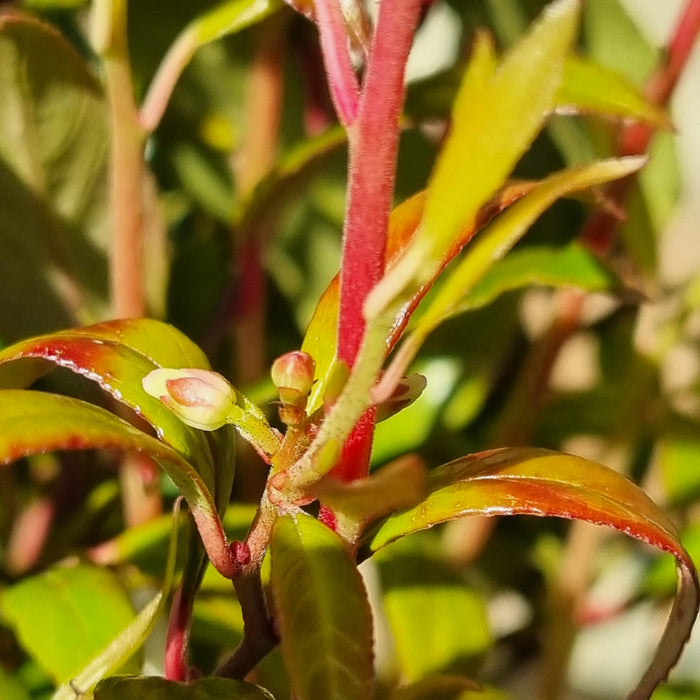 LEUCOTHOE  Simsalabim 17cm