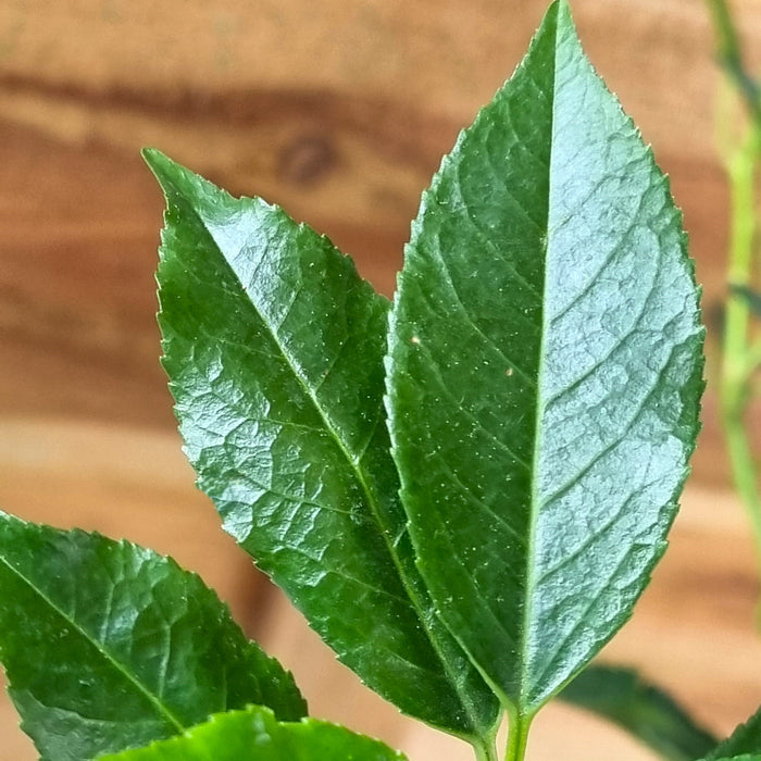 VE PRUNUS 'Lusitanica Angustifolia' 17cm
