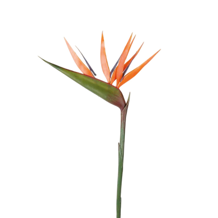 EEG Strelitzia 90cm Orange