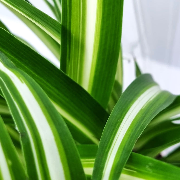 CHLOROPHYTUM Cososum - Spider Plant 12cm