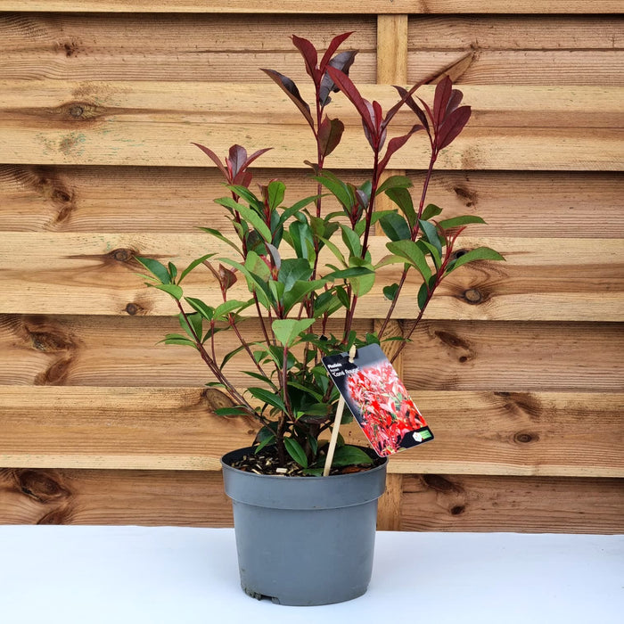 PHOTINIA fras. 'Carre Rouge' 2ltr *