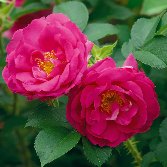 DAVID AUSTIN ROSES - Wild Edric