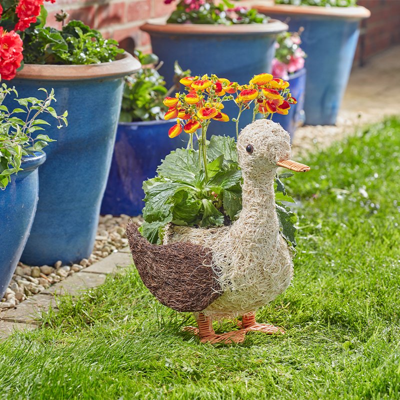 Flamboya Daphne Duck