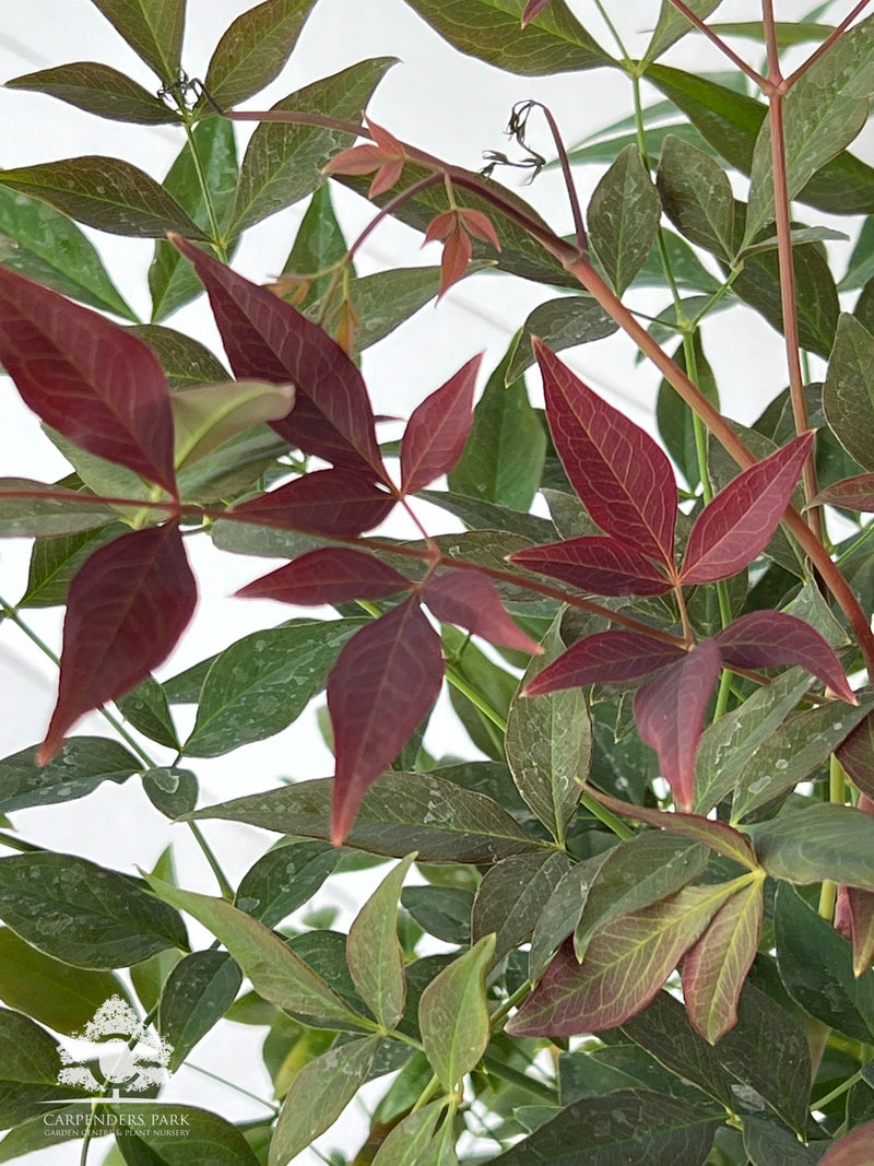 NANDINA domestica 'Obsessed' 4ltr