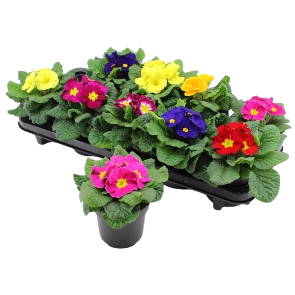 Bedding Bundle B (6 x Pot Primrose 10.5cm)