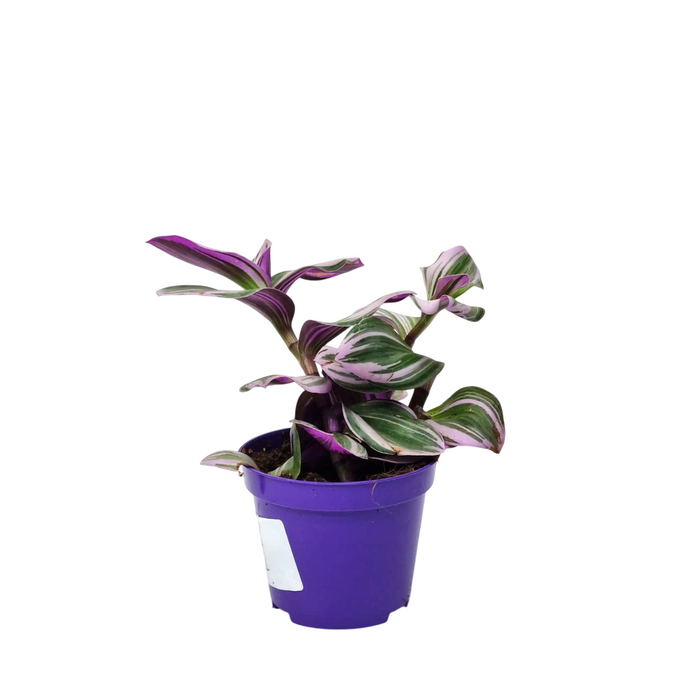 TRADESCANTIA 7cm