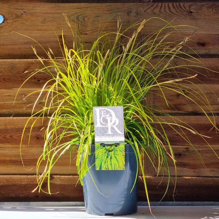 VE CAREX 'Everillo' 5L