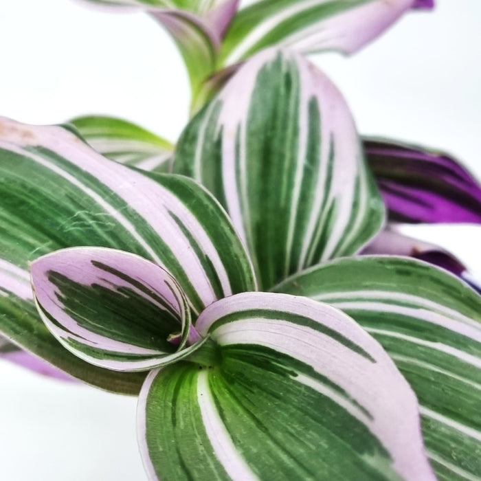TRADESCANTIA 7cm